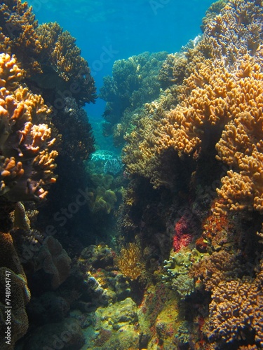 Vivid seascape, tropical coral reef in the ocean. Colorful corals and warm sea. Underwater seascape photography. Wildlife in the water, travel picture. Marine life.