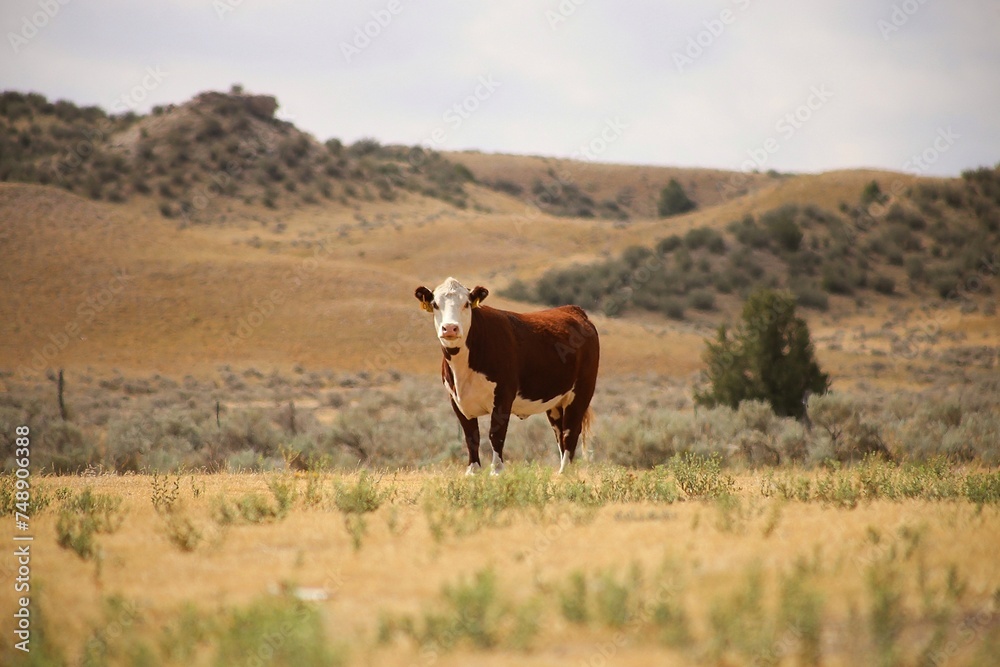 Obraz premium What's Going On Over There?