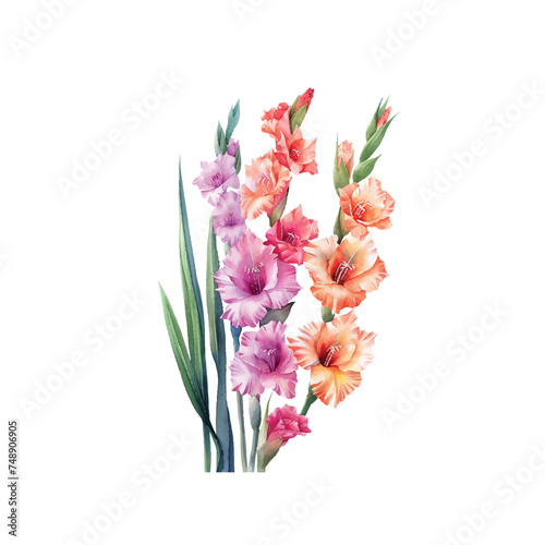 cute gladiolus vector illustration in watercolour style