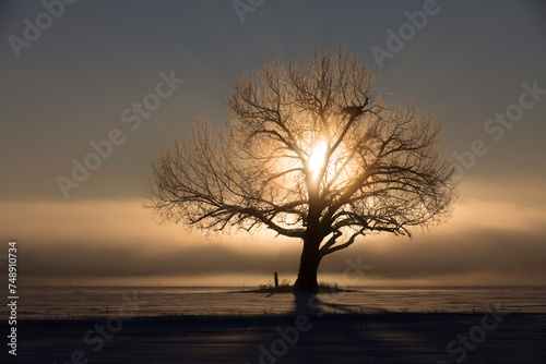 tree in the snow with sun 