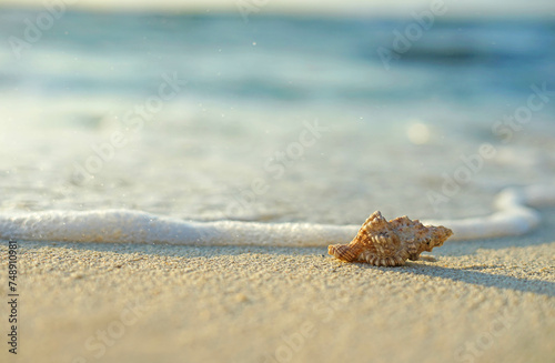 Fototapeta Naklejka Na Ścianę i Meble -  Seashell on the beach