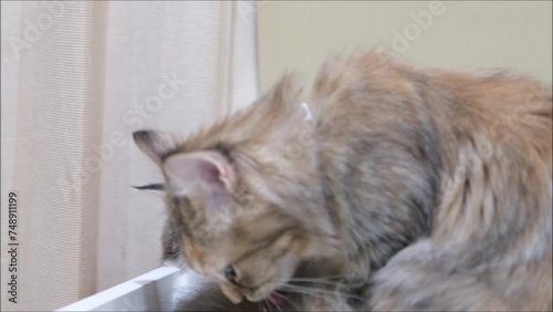 One cat licking the other cat. Mixed breed cat between Maine Coon and Scottish Fold.