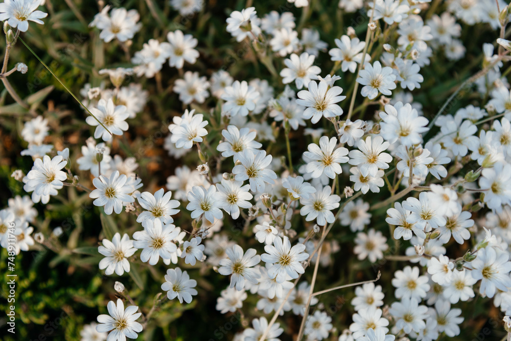 Blooming white daisies. Beautiful white wildflowers in the field. The background. Blooming white daisies. Beautiful white wildflowers in the field. The background.