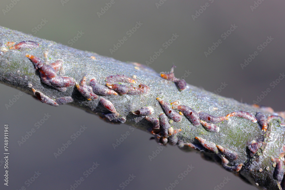 Oystershell scale or mussel scale (Lepidosaphes ulmi). A pest on the ...