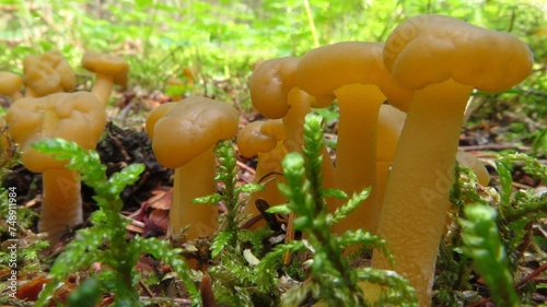 Leotia lubrica  photo