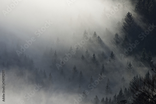 Brume dans les sapins des Vosges