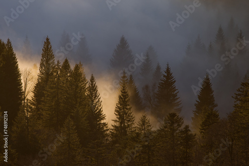 Brume dans les sapins des Vosges © Olympixel