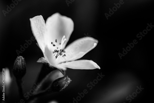 Black and White Beautiful Flower