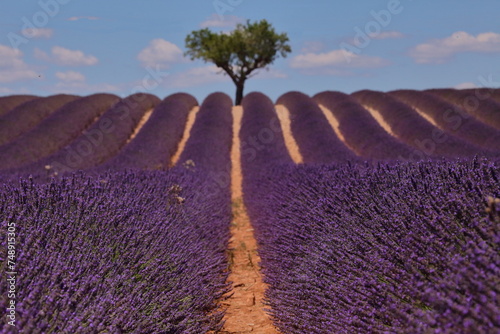 Fototapeta Naklejka Na Ścianę i Meble -  Colours of Provence