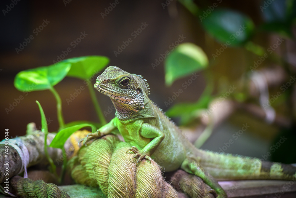 Fototapeta premium Saharan Spiny Tailed Lizard