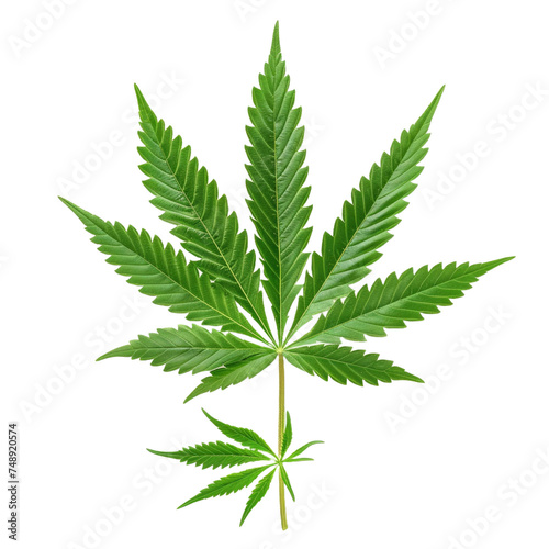 Male hemp or cannabis plant leaves with five leaflets and seven leaflets in one leaf isolated on a white transparent background 