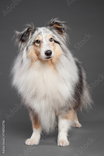 blue merle tricolor shetland sheepdog sheltie standing in the studio on a grey background photo