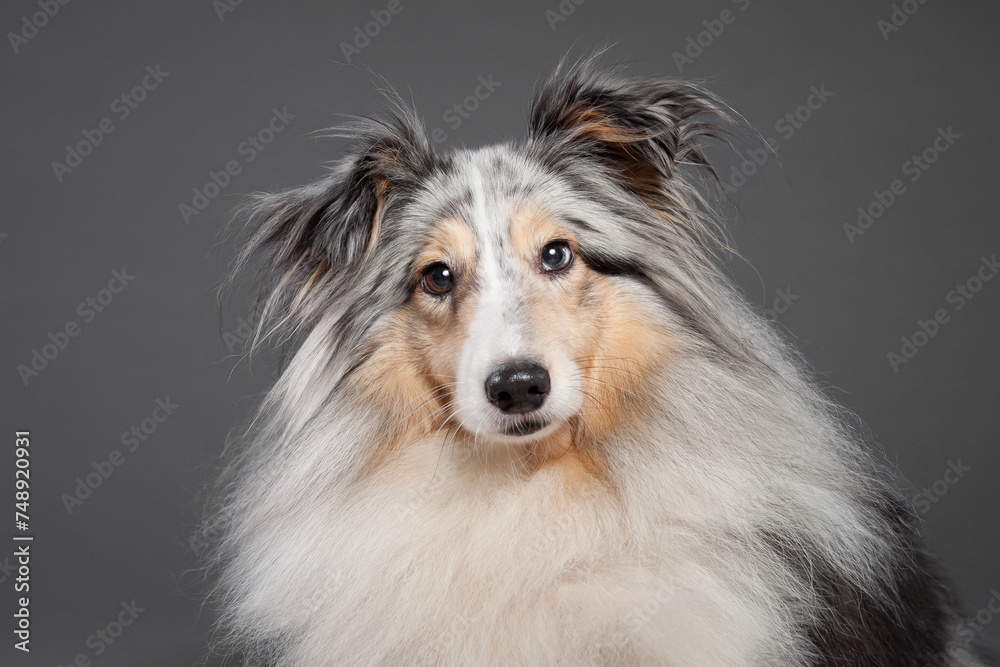 blue merle tricolor shetland sheepdog sheltie close up portrait in the studio on a grey background blue merle tricolor shetland sheepdog sheltie close up portrait in the studio on a grey background