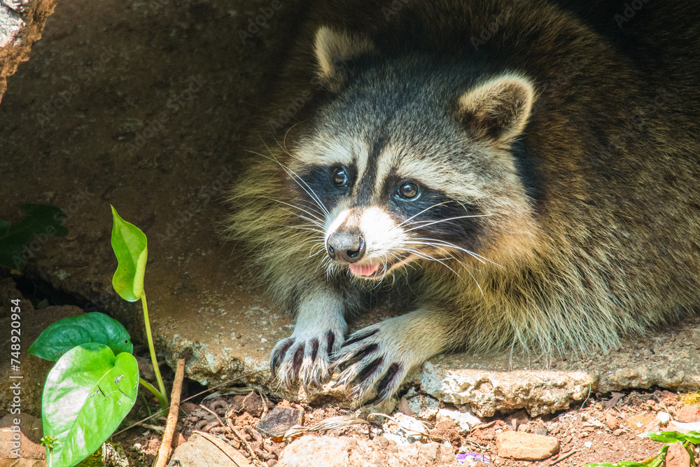 The crab-eating raccoon or South American raccoon (Procyon cancrivorus) is a species of raccoon native to marshy and jungle areas of Central and South America The crab-eating raccoon or South American raccoon (Procyon cancrivorus) is a species of raccoon native to marshy and jungle areas of Central and South America