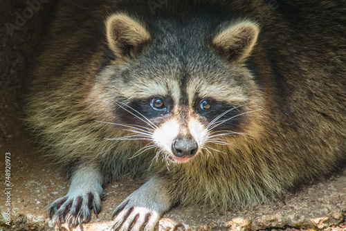 The crab-eating raccoon or South American raccoon (Procyon cancrivorus) is a species of raccoon native to marshy and jungle areas of Central and South America