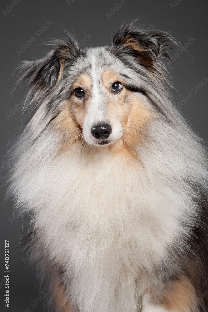 blue merle tricolor shetland sheepdog sheltie close up portrait in the studio on a grey background blue merle tricolor shetland sheepdog sheltie close up portrait in the studio on a grey background