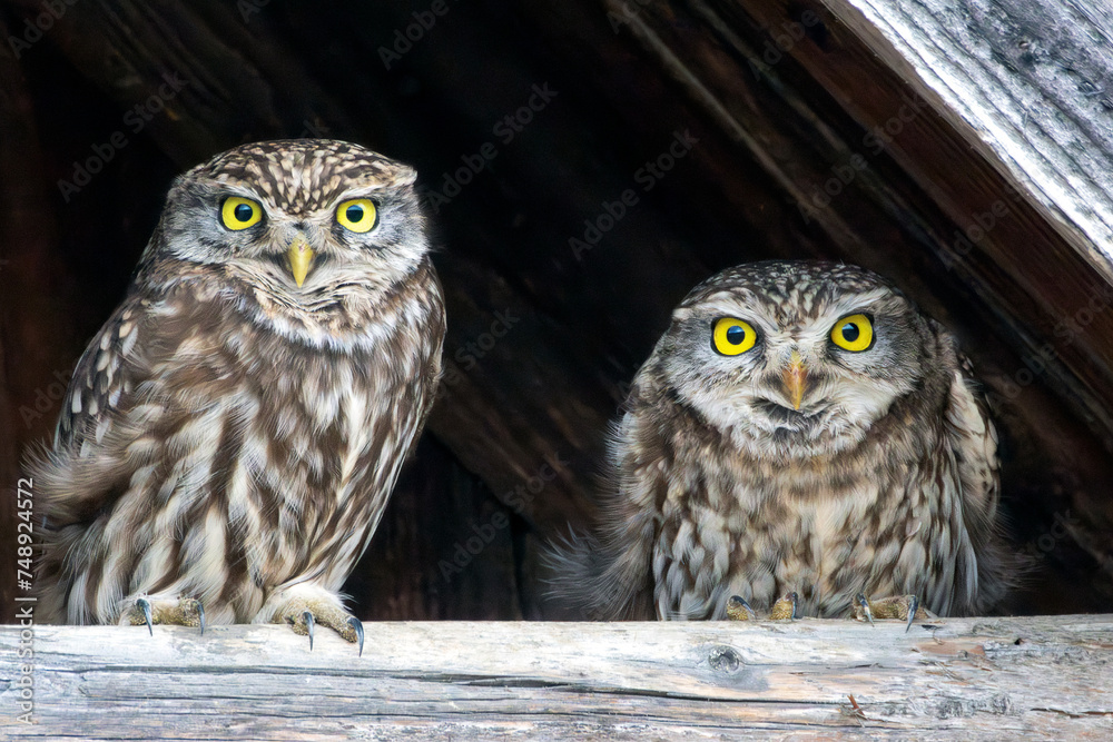Fototapeta premium cute little owls couple