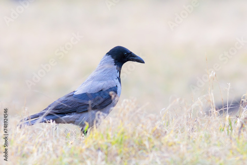 hooded crow foraging for food