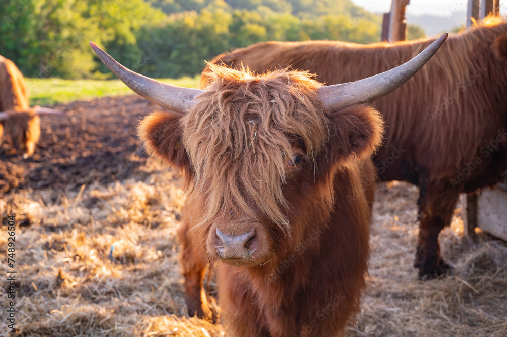 brown beautiful buffalo or horned animals, wild bulls on field. brown beautiful buffalo or horned animals, wild bulls on field.