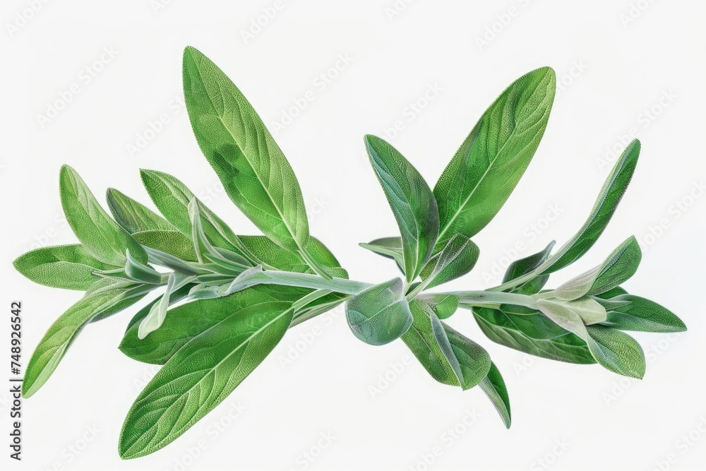 Detailed view of a plant with vibrant green leaves. Suitable for botanical designs