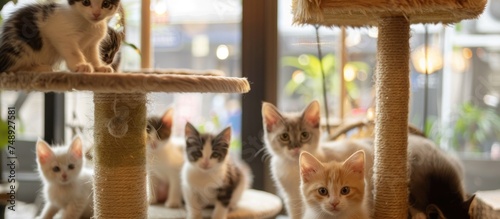 many kittens in the cat cafe photo