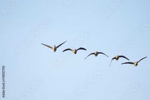 flock of geese in the sky