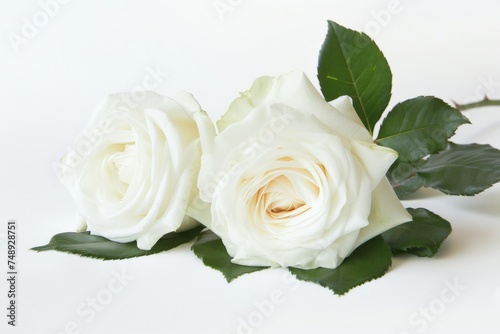 White rose on a white background with copy space for your text.