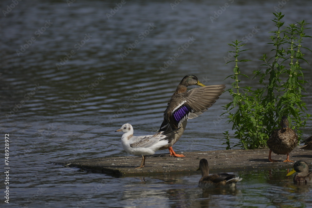 ducks bask in the sun