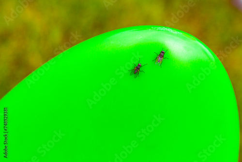 Black fly flies insect sit on garden tools object surface. photo