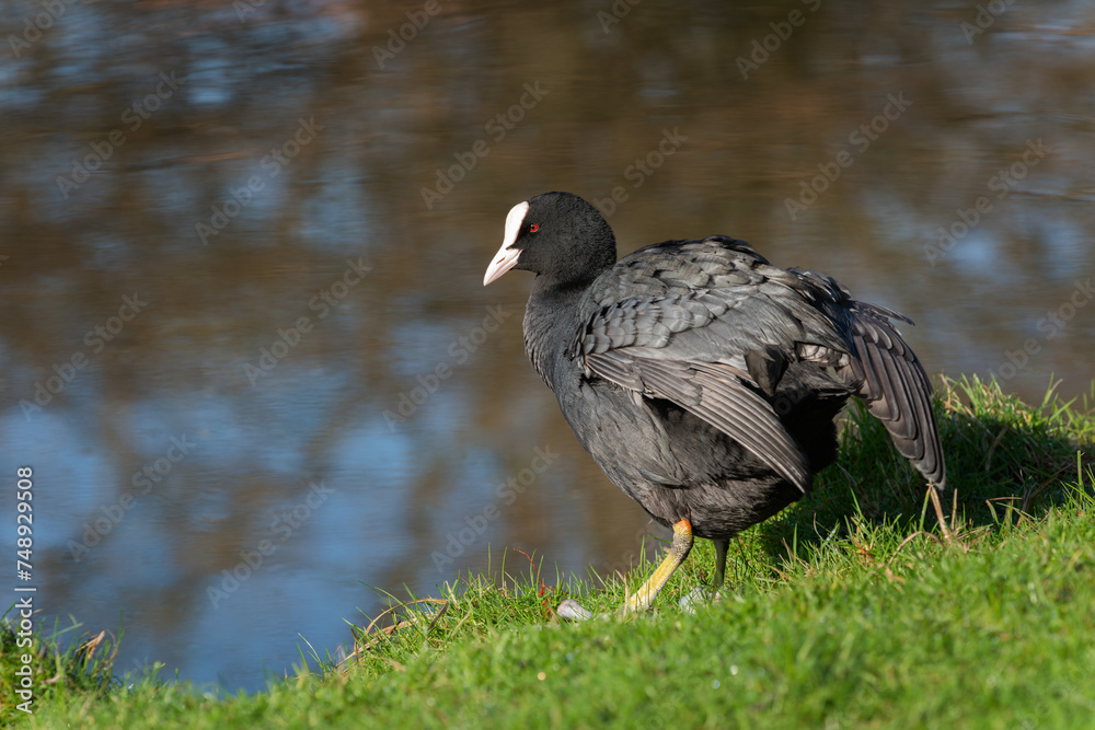An adult coot (Fulica atra) cleans its plumage while standing on the shore An adult coot (Fulica atra) cleans its plumage while standing on the shore
