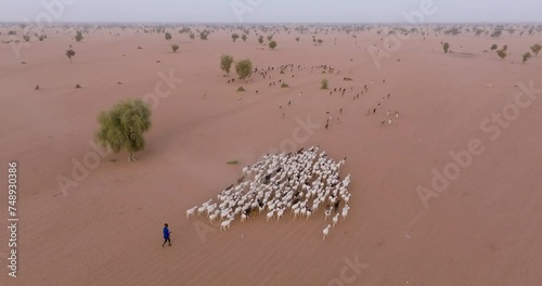 Wallpaper Mural Aerial zoom in.  Herder walking off to graze his goats in the barren landscape of the Sahel, Sahara Desert, Senegal. Drought, Climate Change, Desertification Torontodigital.ca