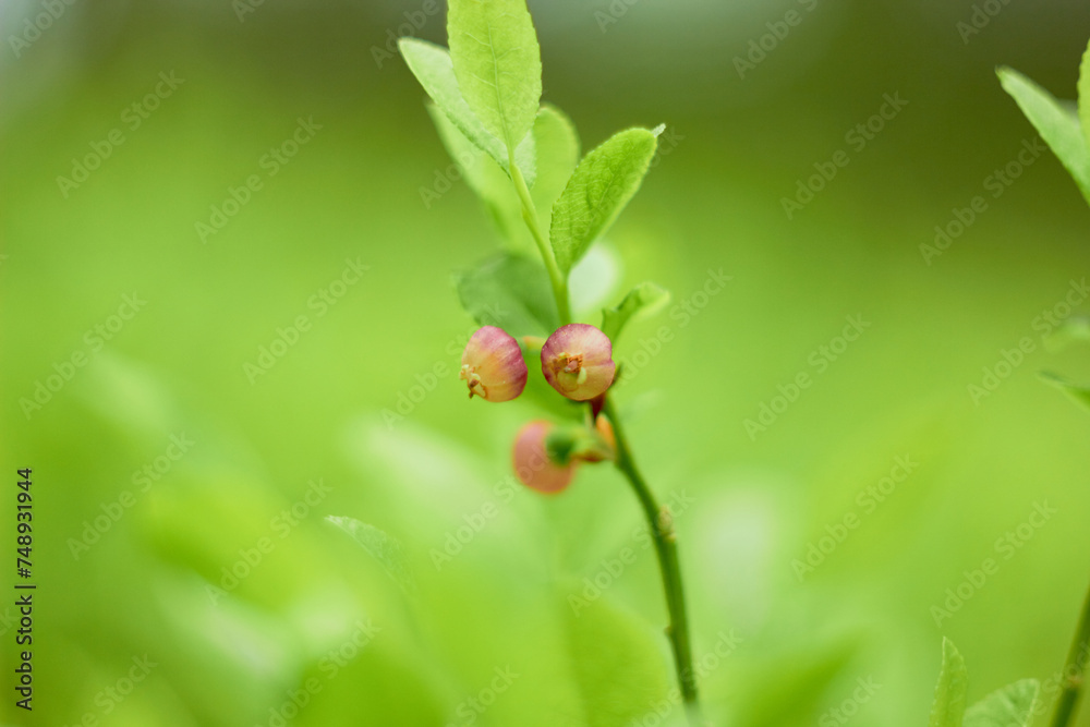 Flowering herbs that cause many allergies (family Poaceae or Gramineae).
Flowering herbs that cause many allergies (family Poaceae or Gramineae).