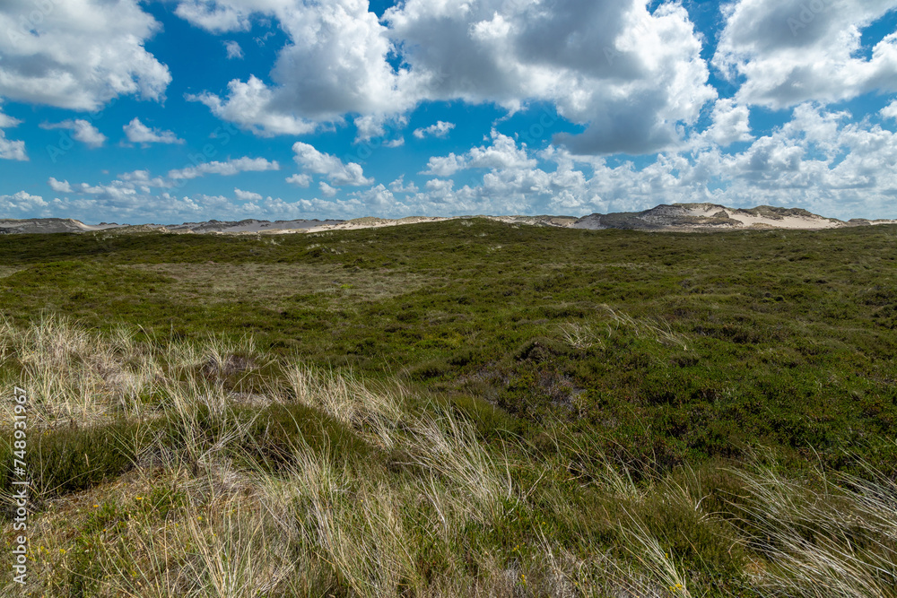 Fototapeta premium Sylt, Dünenlandschaft