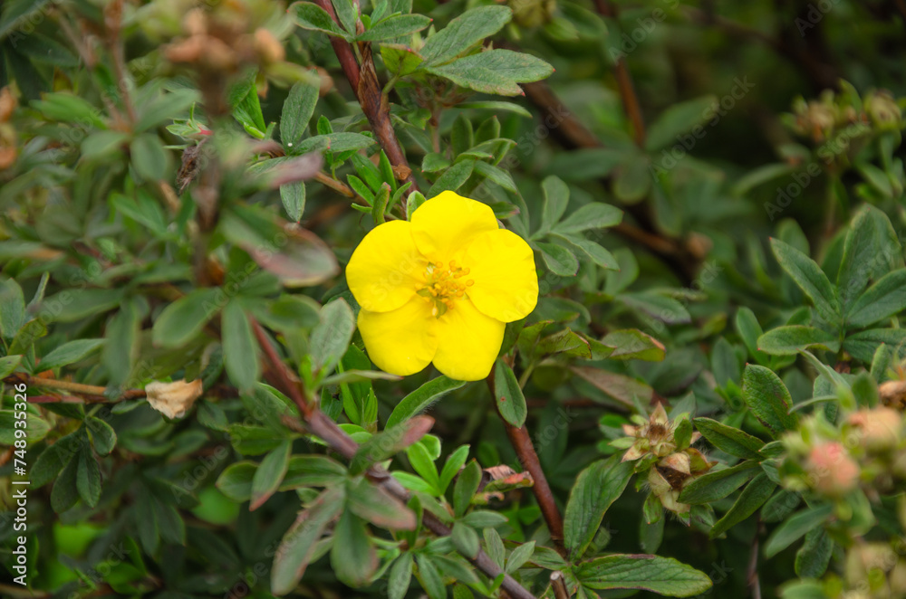 Kuril tea shrub blooms with yellow flowers Kuril tea shrub blooms with yellow flowers