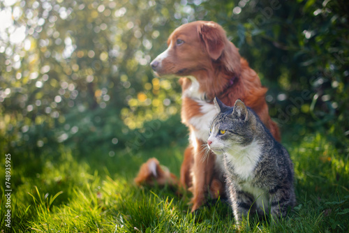 Cat and dog sitting together in grass on sunny summer day. Freindship between tabby domestic cat and Nova Scotia Duck Tolling Retriever..