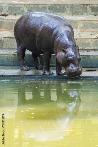 The pygmy hippopotamus or pygmy hippo (Choeropsis liberiensis) is a small hippopotamid which is native to the forests and swamps of West Africa photo
