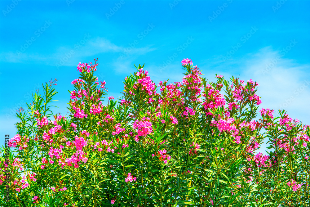 Blooming bougainvillea with bright purple flowers on a cloudless blue sky background