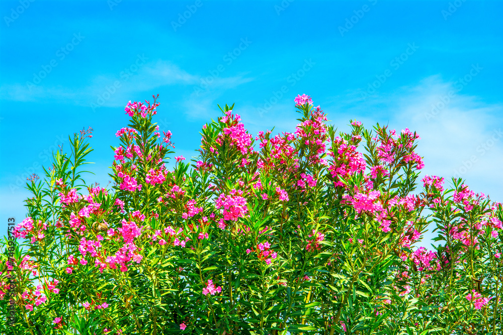 Blooming bougainvillea with bright purple flowers on a cloudless blue sky background Blooming bougainvillea with bright purple flowers on a cloudless blue sky background