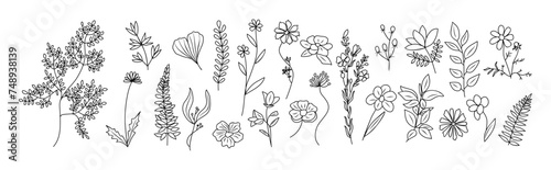 Set of tiny wild flowers and plants line art vector botanical illustration on transparent background. Trendy greenery hand drawn black ink sketches collection. Modern design logo  tattoo  wall art.