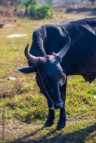 bull in the field