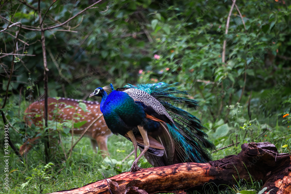 A real peacock with green nature background A real peacock with green nature background