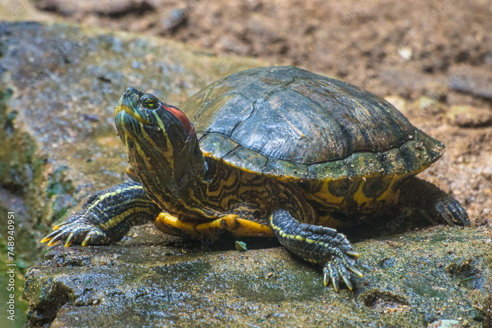 The red-eared slider or red-eared terrapin (Trachemys scripta elegans) is a subspecies of the pond slider (Trachemys scripta) The red-eared slider or red-eared terrapin (Trachemys scripta elegans) is a subspecies of the pond slider (Trachemys scripta)