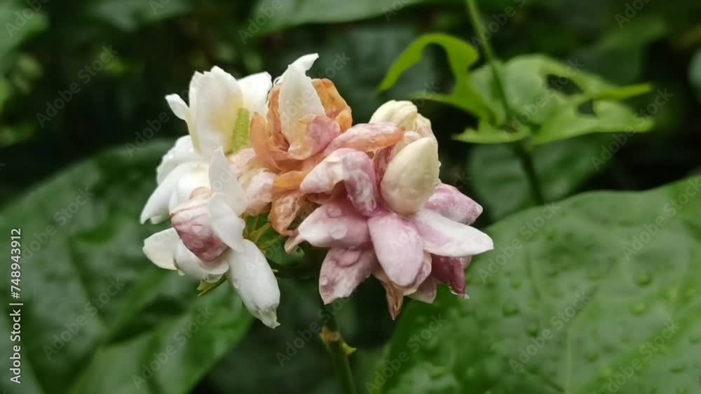 jasmine flower jasmine flower