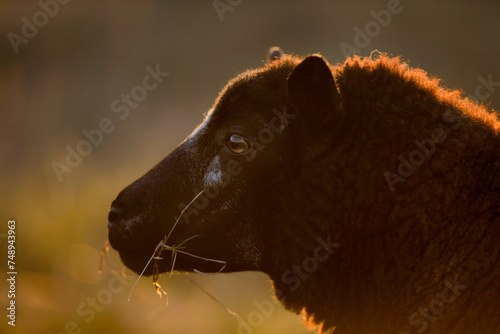 Fotografie Head of of Blue Texel Sheep at Golden Hour