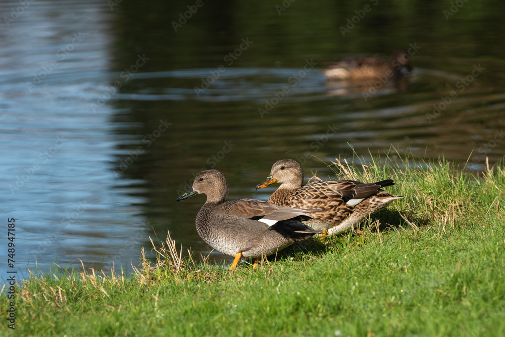 A pair of adult gadwalls (Mareca strepera) stands on the shore of a pond on a sunny winter morning A pair of adult gadwalls (Mareca strepera) stands on the shore of a pond on a sunny winter morning