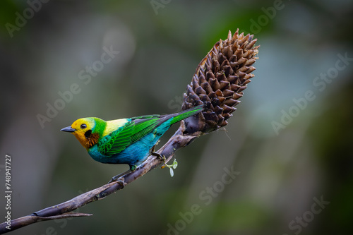Chlorochrysa nitidissima, also known as the "multicolor tanager", is a beautiful bird that inhabits the humid forests of the Colombian mountains. Its shiny plumage and elegant posture are cute