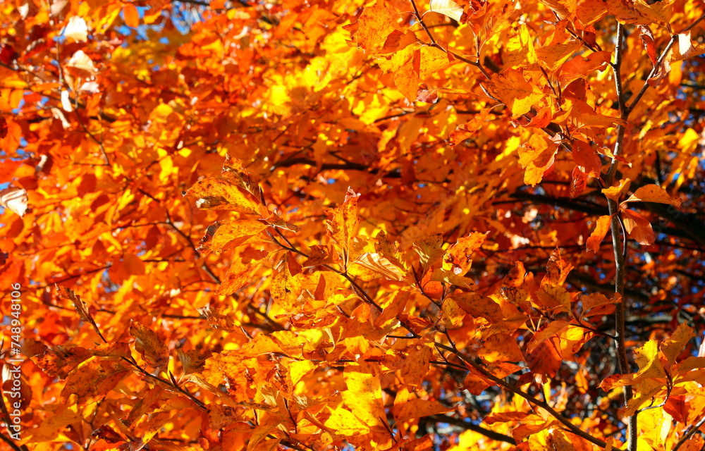 autumnal background with yellow and red like fiery leaves on tree branches ready to fall autumnal background with yellow and red like fiery leaves on tree branches ready to fall