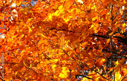 autumnal background with yellow and red like fiery  leaves on tree branches ready to fall