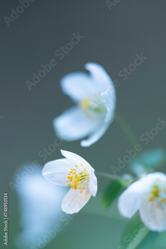Macro shot of a beautiful white small forest blooming flower. Colorful natural spring background with copy space. 