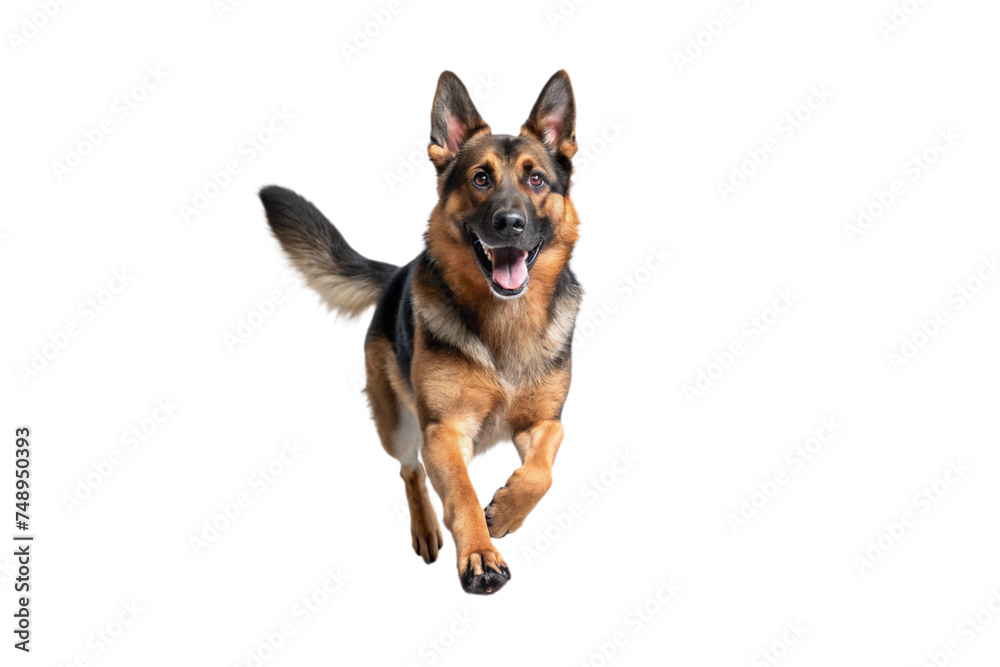 German shepherd dog on a transparent background